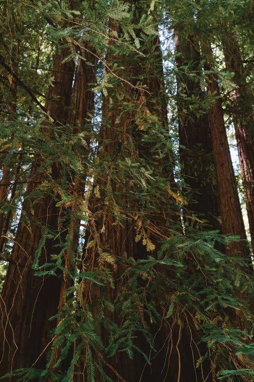 Redwood Forest XIV