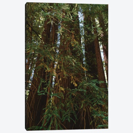 Redwood Forest XIV Canvas Print #BTY177} by Bethany Young Canvas Artwork