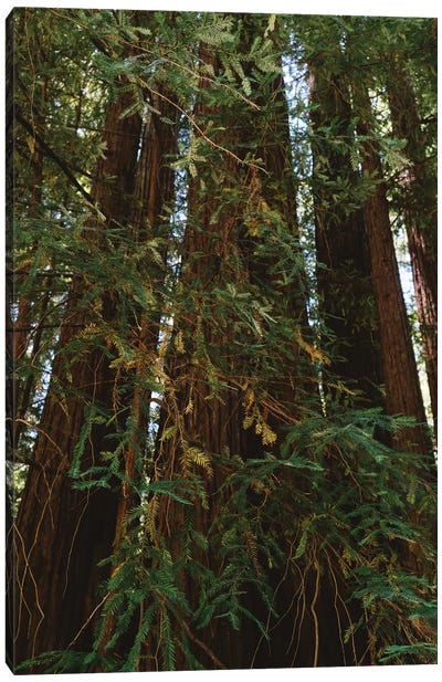 Redwood Forest XIV Canvas Art Print - Redwood Tree Art