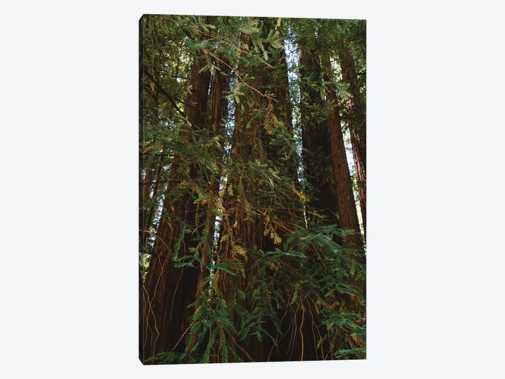 Redwood Forest XIV by Bethany Young 1-piece Canvas Art Print