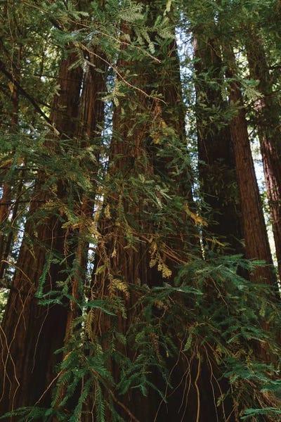Sequoia Trees: Redwood Forest XIV by Bethany Young