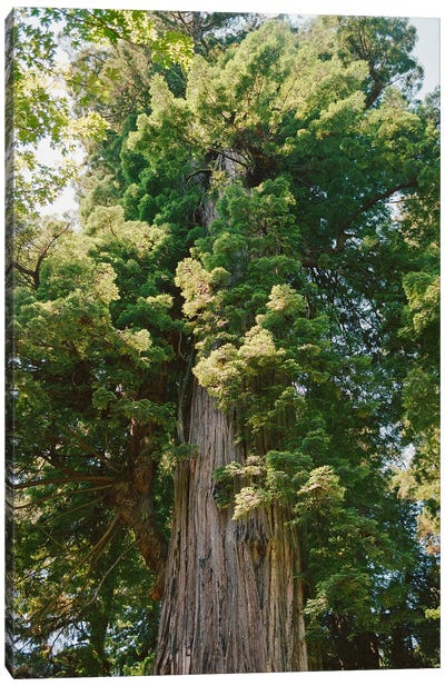 California Redwood Forest On Film Canvas Art Print - Redwood Tree Art