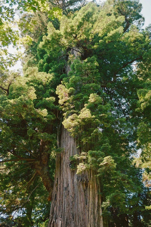 California Redwood Forest On Film