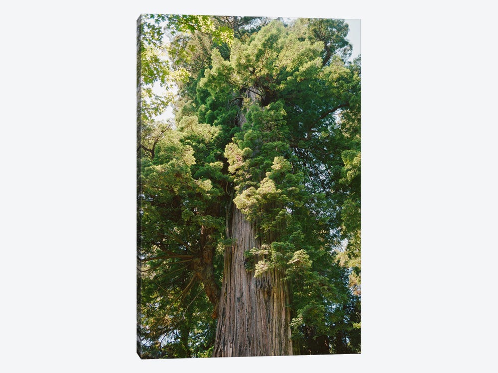 California Redwood Forest On Film by Bethany Young 1-piece Art Print