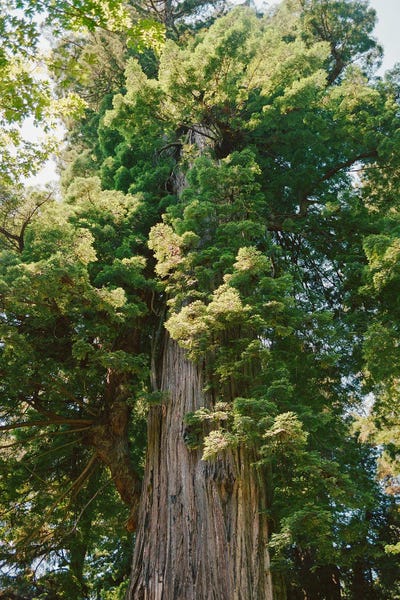 California Redwood Forest On Film