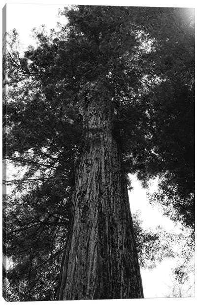 Redwood Forest XV Canvas Art Print - Redwood Tree Art