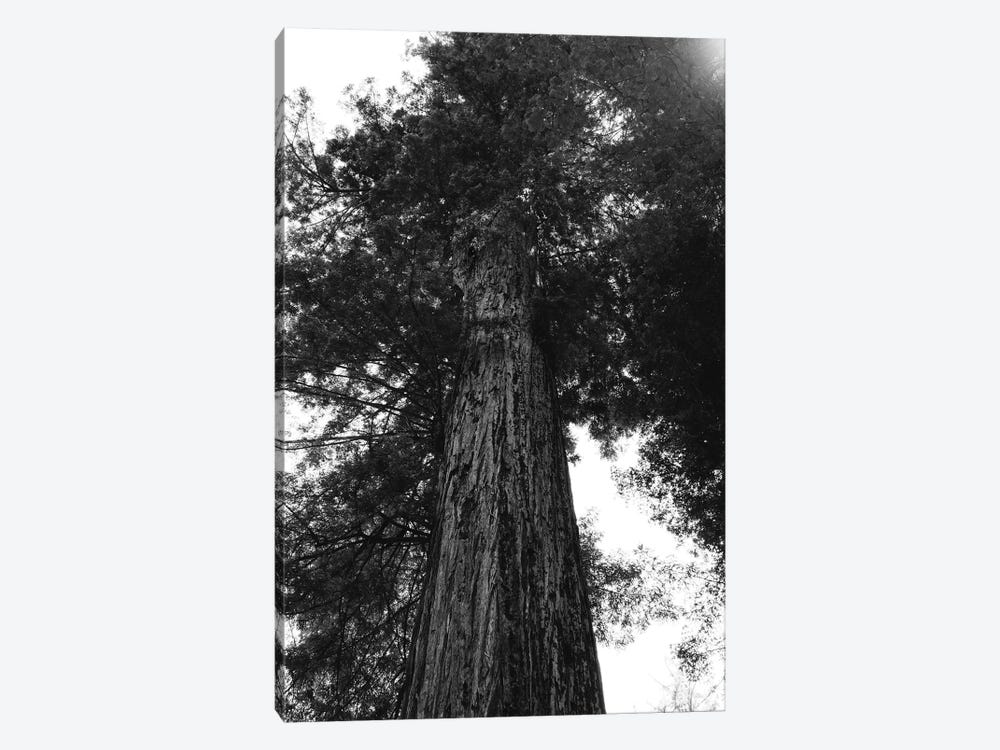 Redwood Forest XV by Bethany Young 1-piece Canvas Art