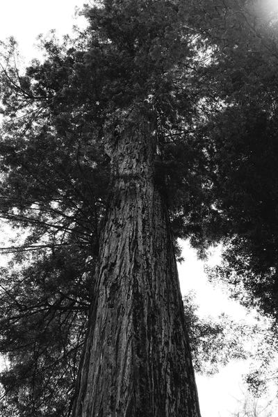 Sequoia Trees: Redwood Forest XV by Bethany Young