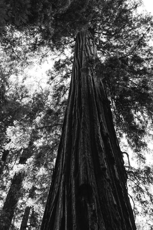 Redwood Forest XVI by Bethany Young wall art