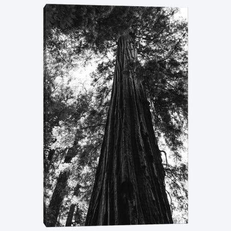 Redwood Forest XVI Canvas Print #BTY179} by Bethany Young Canvas Print