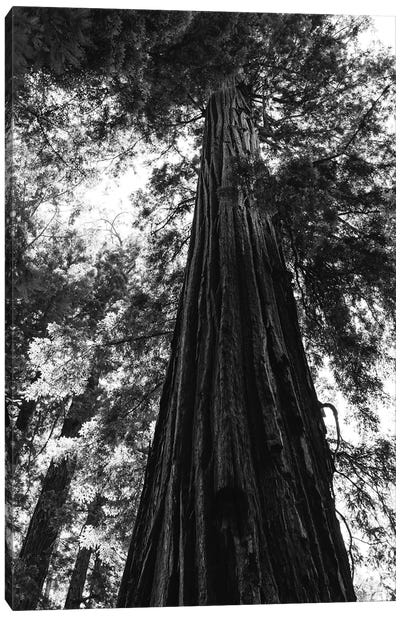 Redwood Forest XVI Canvas Art Print - Redwood Tree Art