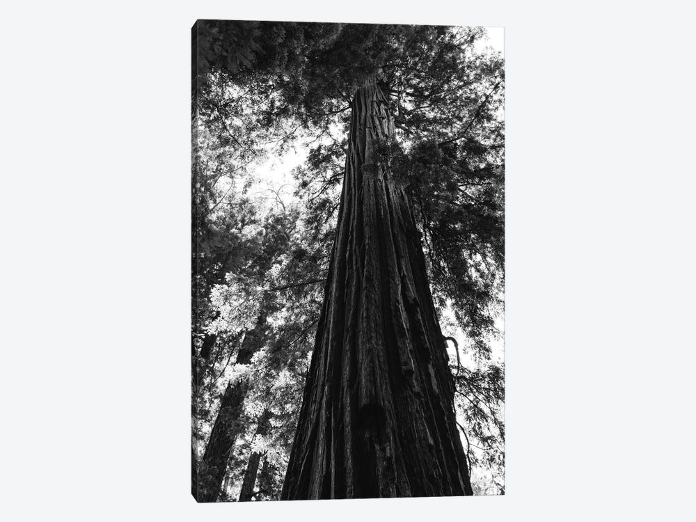 Redwood Forest XVI by Bethany Young 1-piece Canvas Print