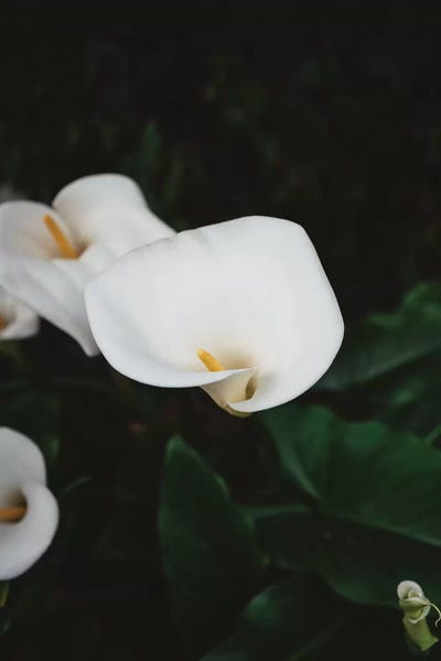 Calla Lilies: Carmel Blooms II by Bethany Young