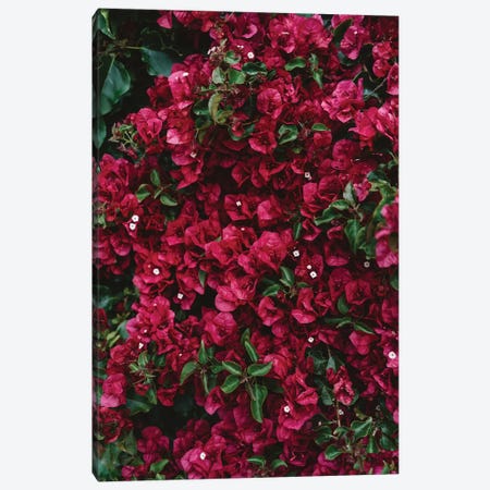 Carmel Blooms Canvas Print #BTY181} by Bethany Young Canvas Artwork