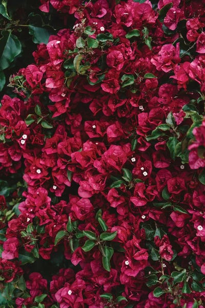 Bougainvillea: Carmel Blooms by Bethany Young