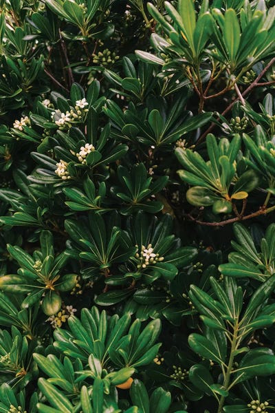 Amalfi Coast Blooms II