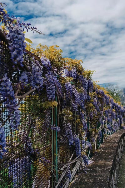 Amalfi Coast: Amalfi Coast Blooms III by Bethany Young