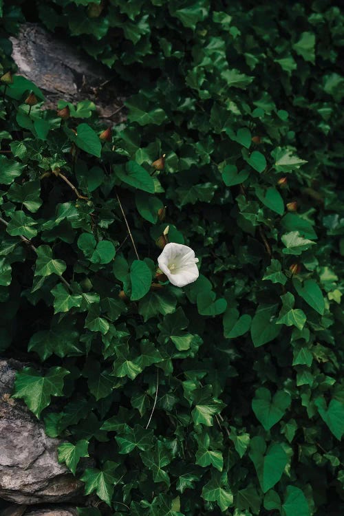 Amalfi Coast Blooms IV