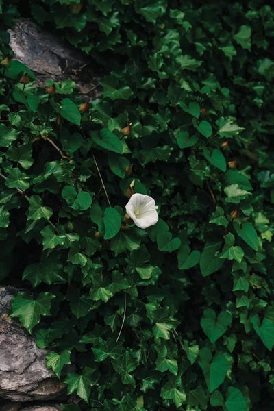 Amalfi Coast: Amalfi Coast Blooms IV by Bethany Young