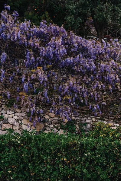 Wisterias: Amalfi Coast Blooms V by Bethany Young
