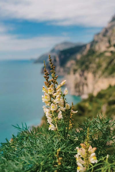 Amalfi Coast: Amalfi Coast Blooms I by Bethany Young
