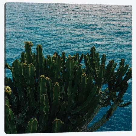 Amalfi Coast Cactus II Canvas Print #BTY194} by Bethany Young Canvas Art