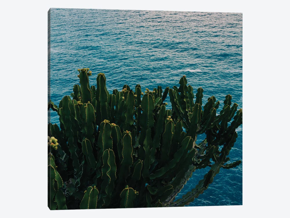 Amalfi Coast Cactus II by Bethany Young 1-piece Canvas Artwork