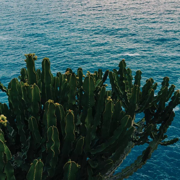 Campania: Amalfi Coast Cactus II by Bethany Young