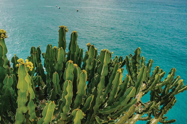 Amalfi Coast Cactus I by Bethany Young wall art