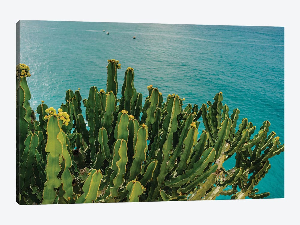Amalfi Coast Cactus I by Bethany Young 1-piece Canvas Art Print