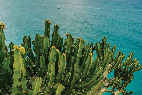 Campania: Amalfi Coast Cactus I by Bethany Young
