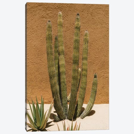 Cabo Cactus II Canvas Print #BTY19} by Bethany Young Art Print
