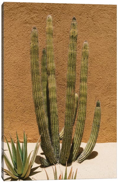 Cabo Cactus II Canvas Art Print - Bethany Young