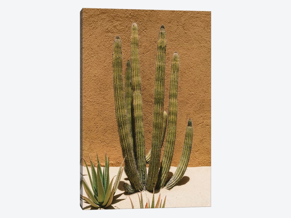 Cabo Cactus II by Bethany Young 1-piece Canvas Print