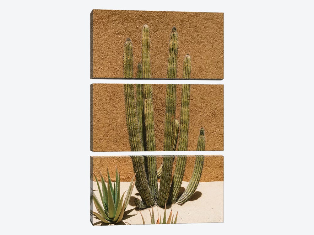 Cabo Cactus II by Bethany Young 3-piece Art Print