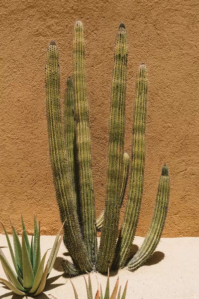 Succulents: Cabo Cactus II by Bethany Young
