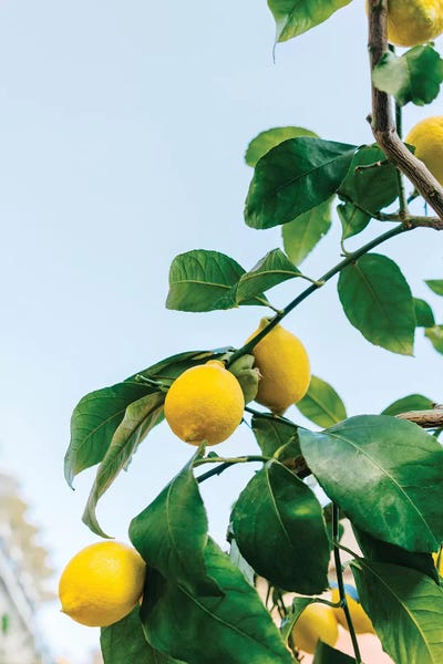 Mediterranean Décor: Amalfi Coast Lemons III by Bethany Young