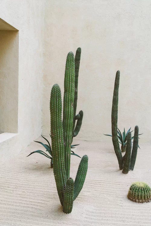 Cabo Cactus VI Canvas Wall Art by Bethany Young | iCanvas