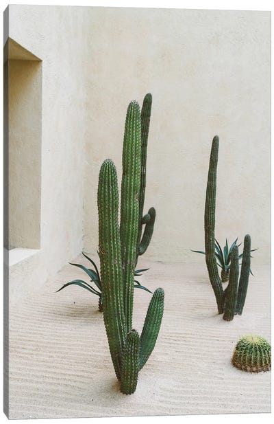 Cabo Cactus VI Canvas Art Print - Mexico Art