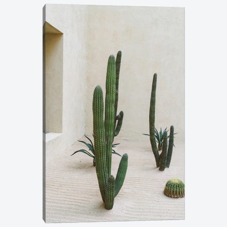 Cabo Cactus VI Canvas Print #BTY20} by Bethany Young Canvas Artwork