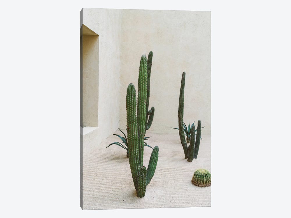 Cabo Cactus VI by Bethany Young 1-piece Canvas Print