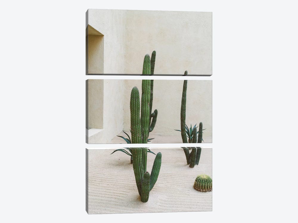 Cabo Cactus VI by Bethany Young 3-piece Canvas Print