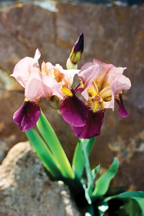 Wild Iris Flowers On Film