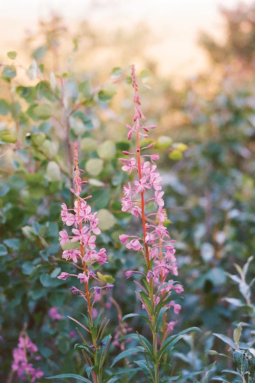Denali National Park Ii On Film