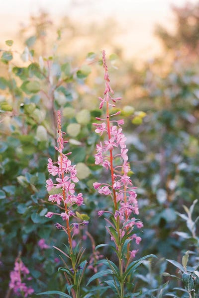 Alaska: Denali National Park Ii On Film by Bethany Young