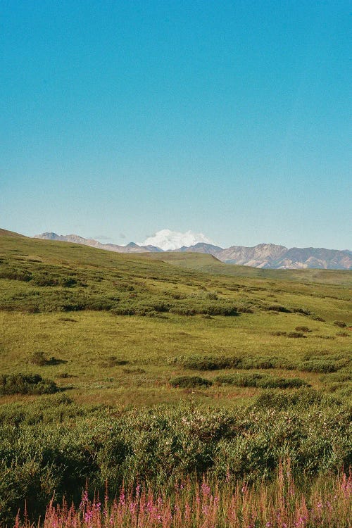 Denali National Park On Film by Bethany Young wall art