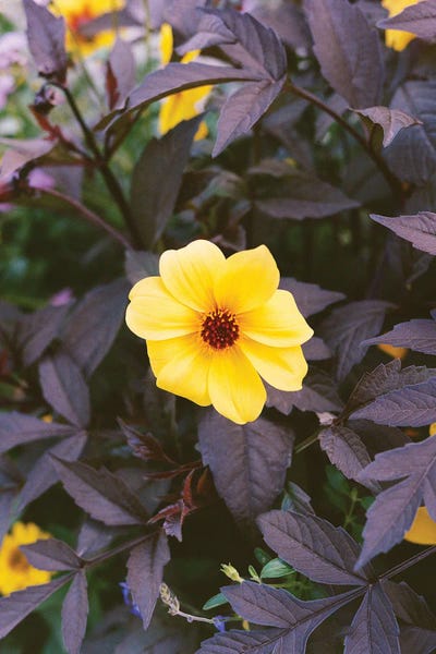 Vancouver: Vancouver Canada V On Film by Bethany Young