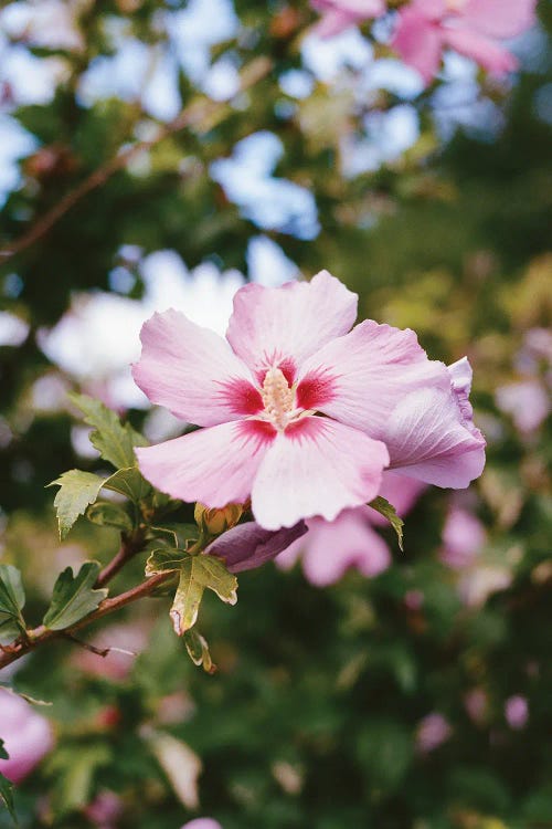 Vancouver Canada VII On Film by Bethany Young wall art