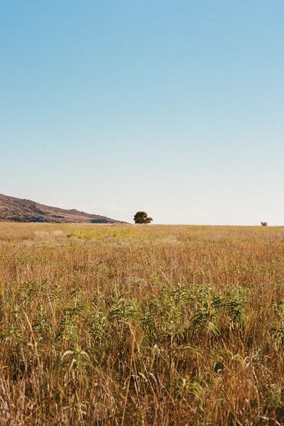 Oklahoma Golden Hour On Film