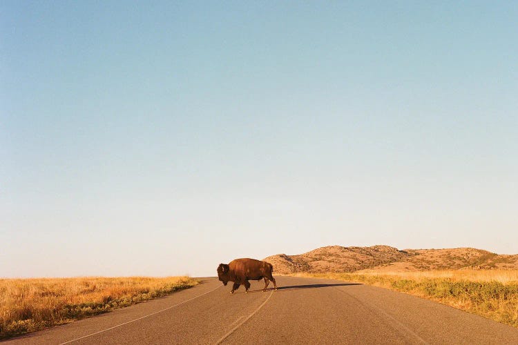 Sunset Buffalo II On Film by Bethany Young wall art